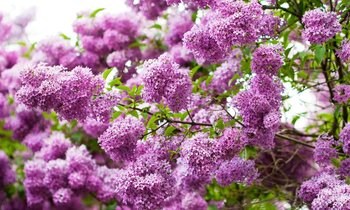 Why the lilac does not blossom