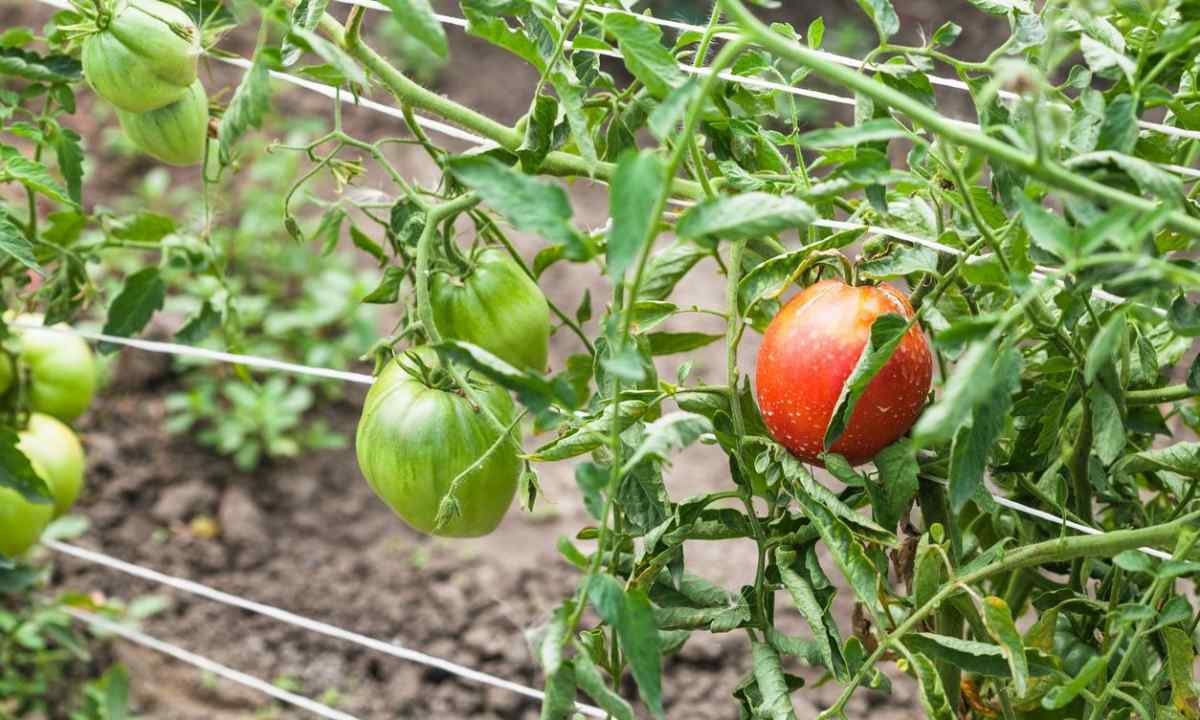 How to grow up tomatoes in the open ground