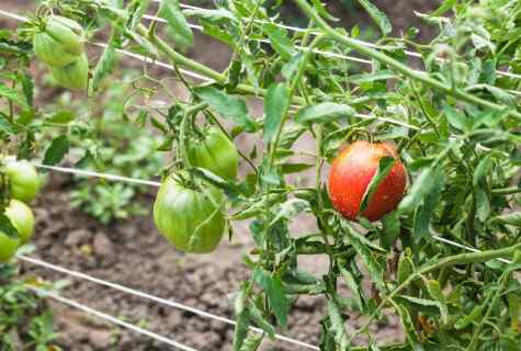 How to grow up tomatoes in the open ground