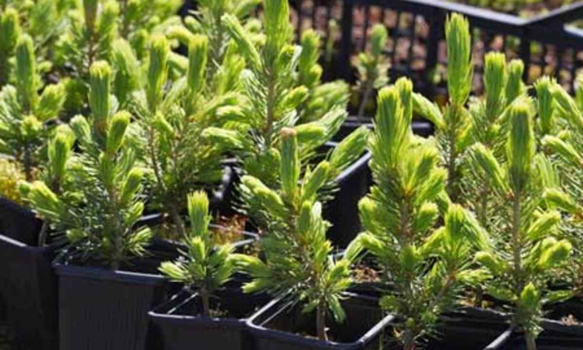 How to grow up blue spruce from seed