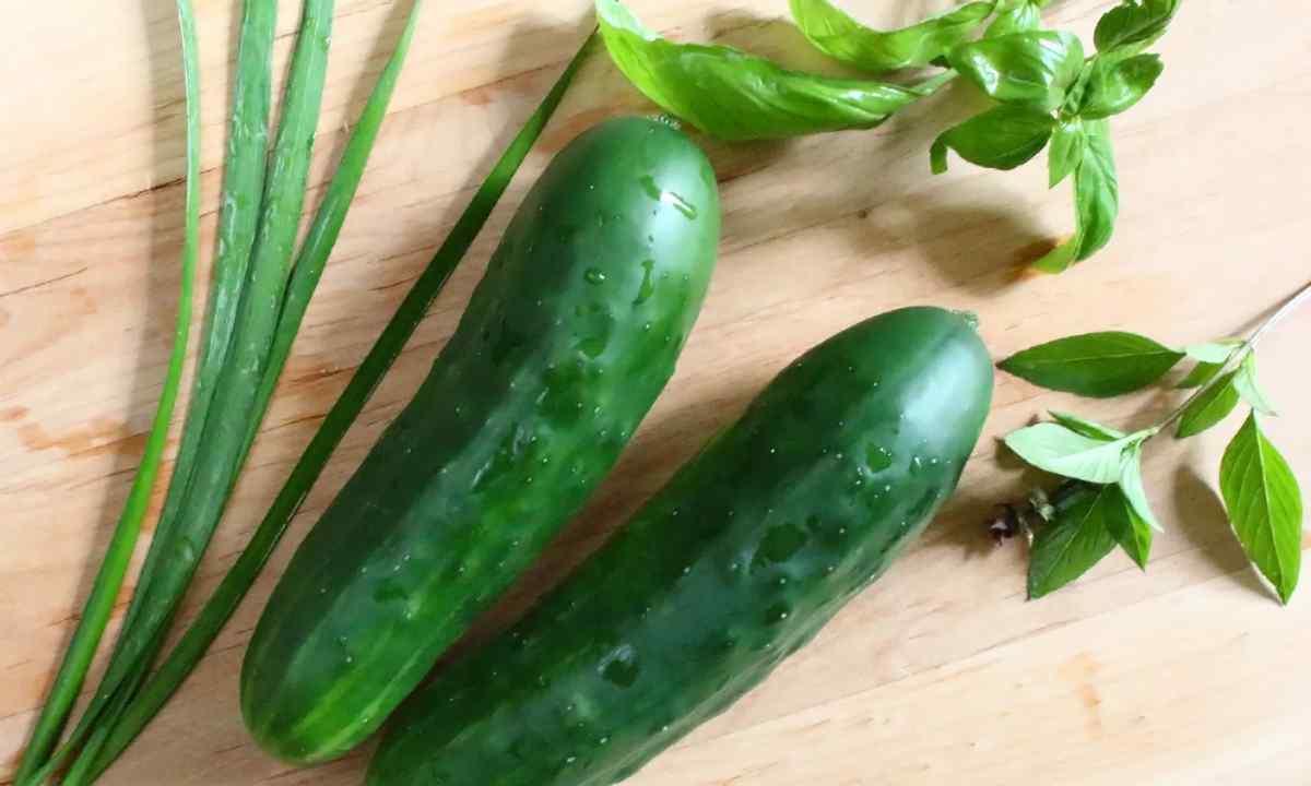 How to sow cucumbers