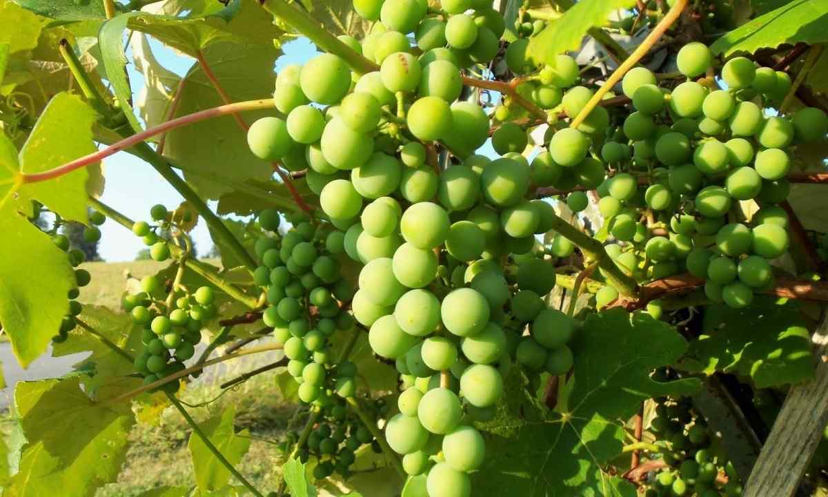 How to cherenkovat grapes