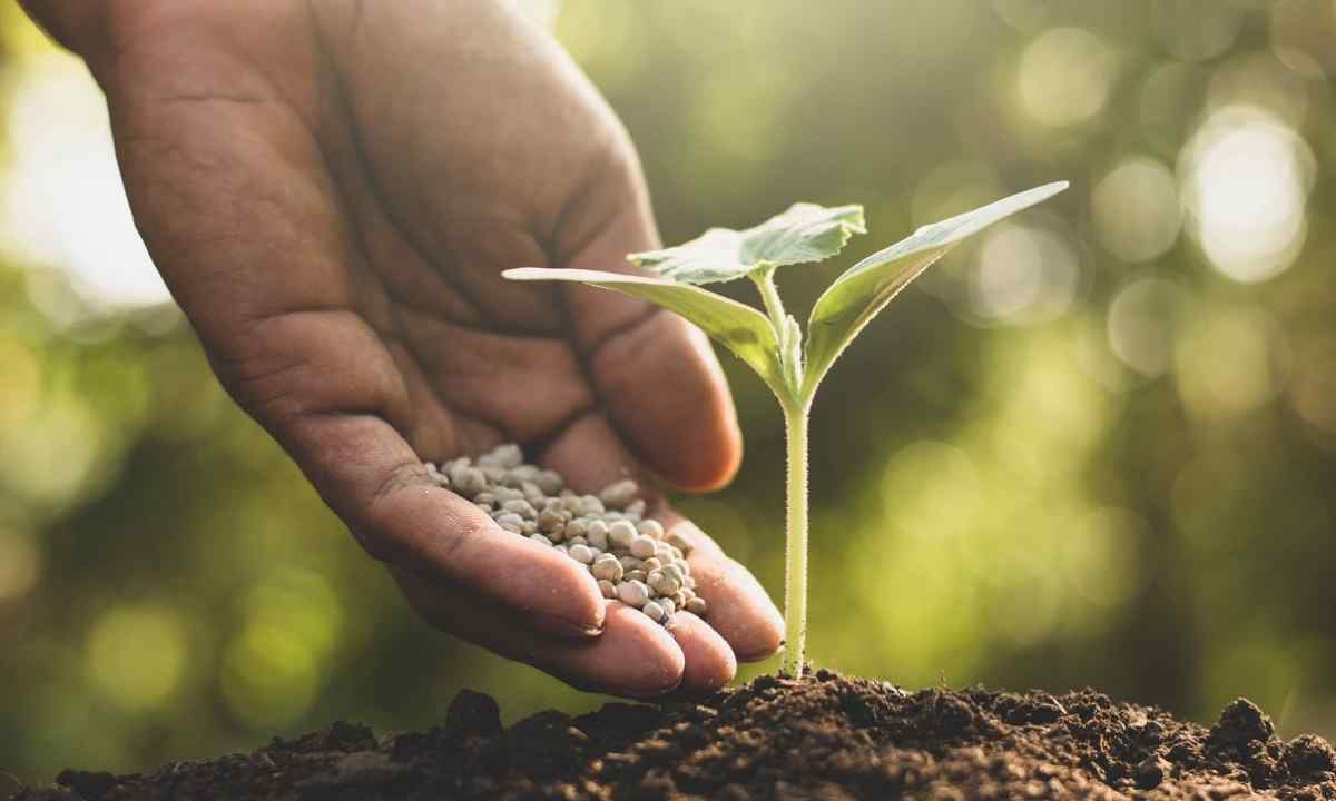 8 secrets of good seedling