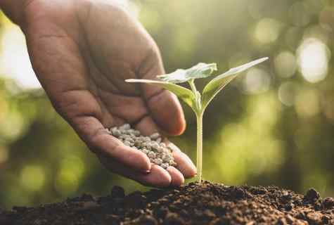8 secrets of good seedling