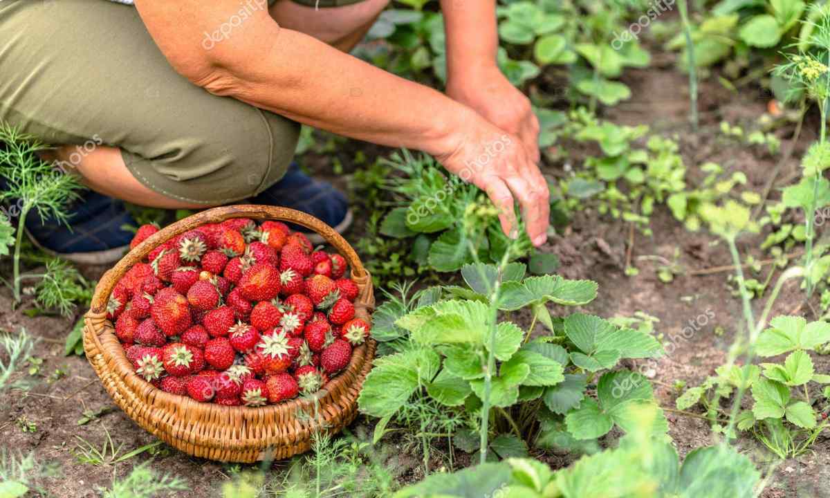 How to receive good harvest of strawberry