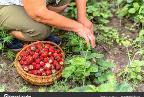 How to receive good harvest of strawberry