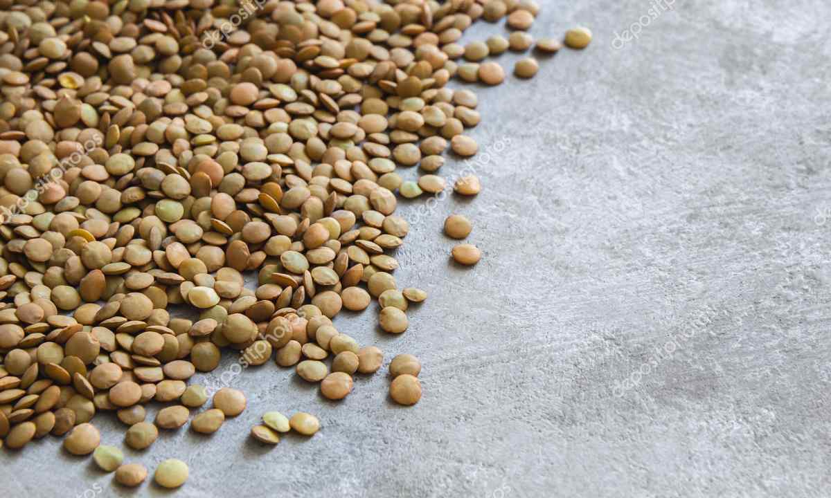How to grow up lentil