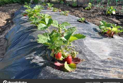 How to grow up strawberry in the open ground