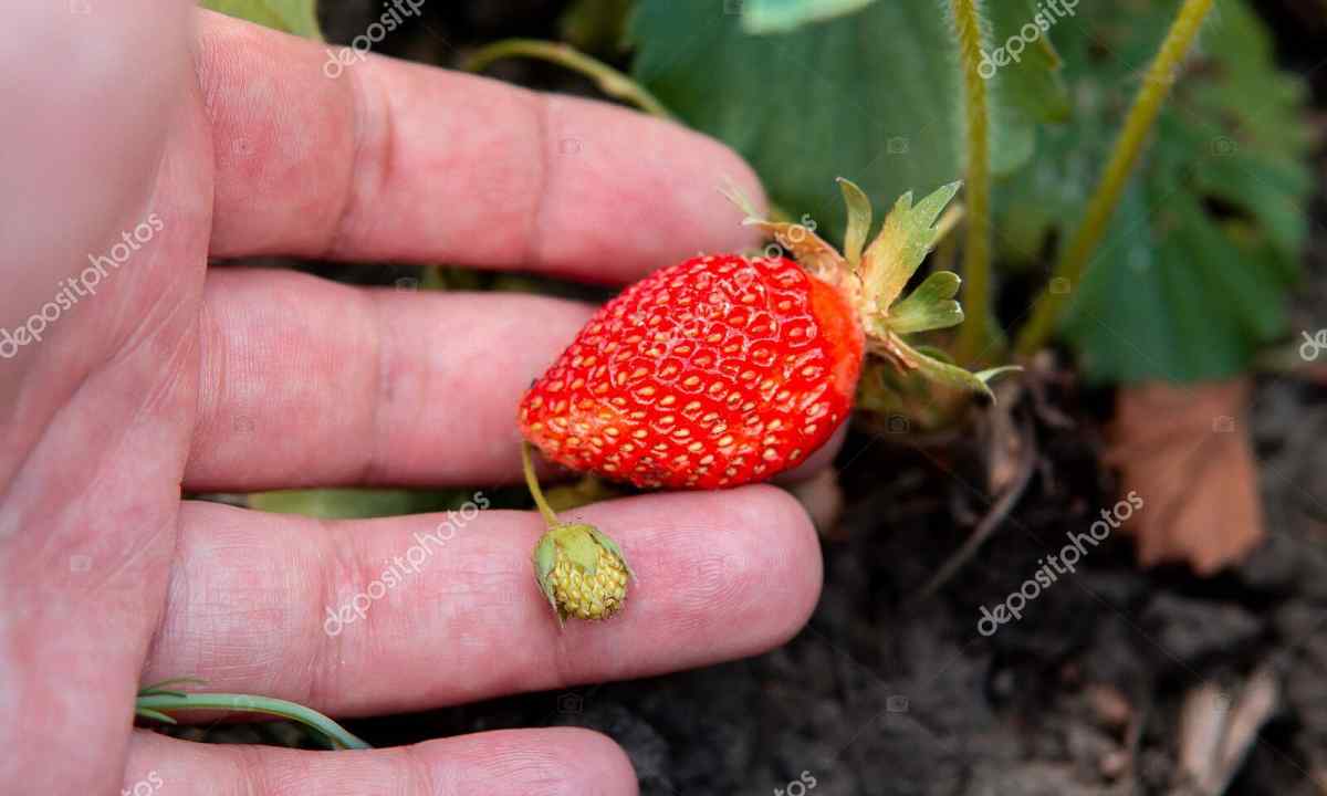 Than to feed up strawberry in the fall after cutting