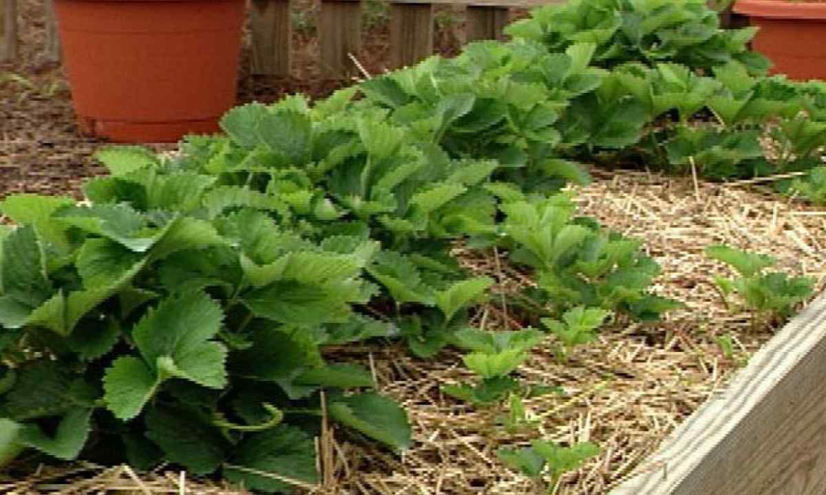 As it is correct to mulch strawberry