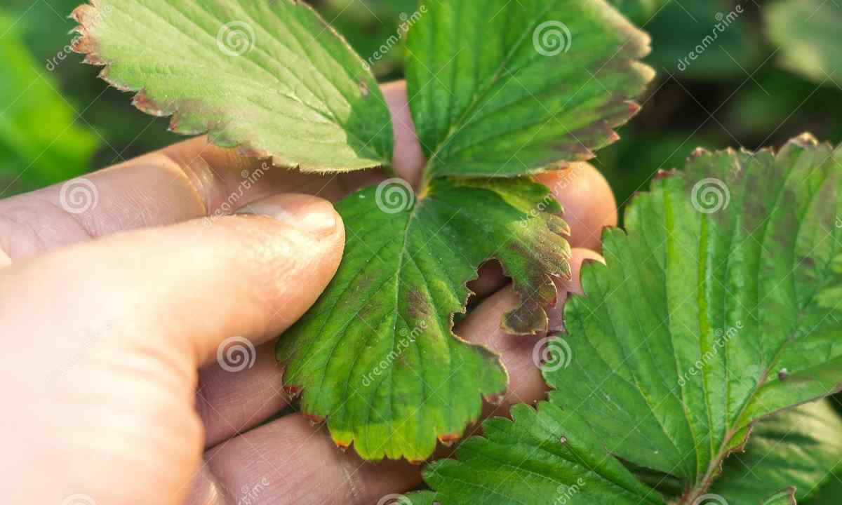 Than to feed up strawberry after cutting of leaves
