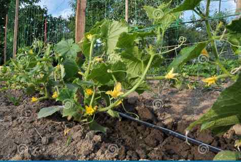 At what distance to plant cucumbers to the open ground