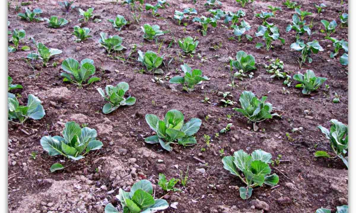 How to grow up cabbage from seedling