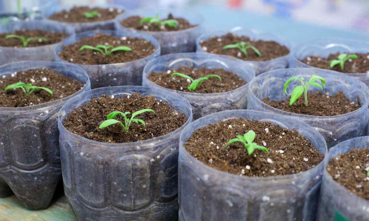 How to grow up seedling of pepper
