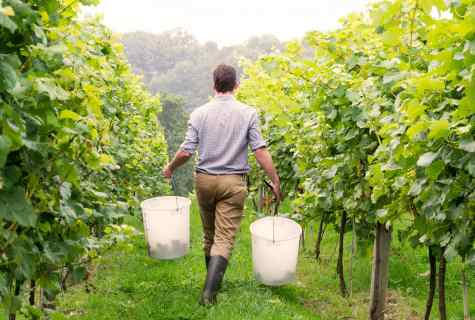 How to take care for grapes on personal plot