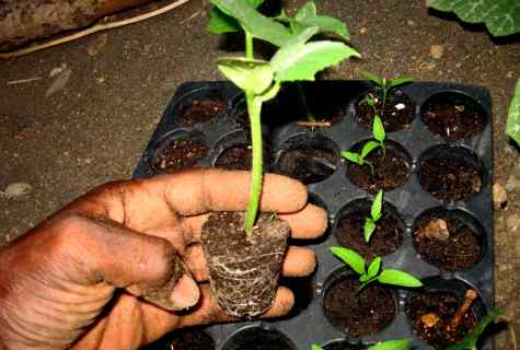 How to grow up seedling of cucumbers in house conditions