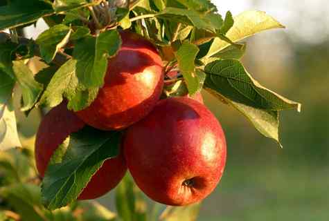How to fertilize apple-trees