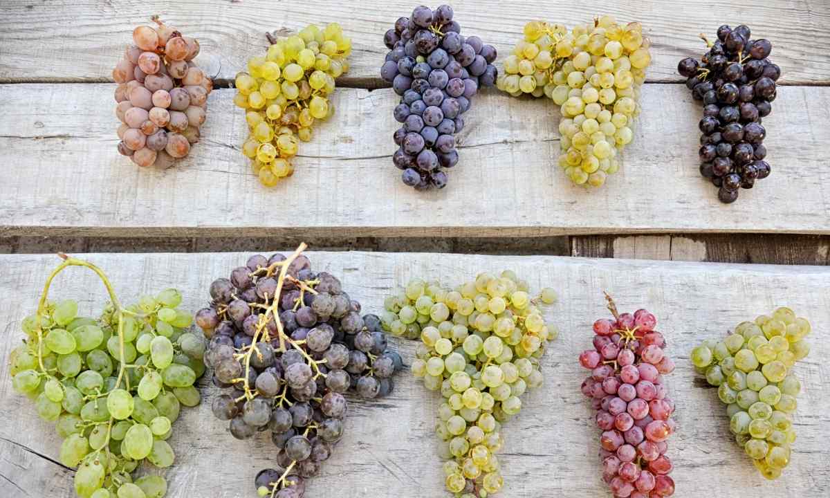 How to grow up Arkady's grapes it is correct