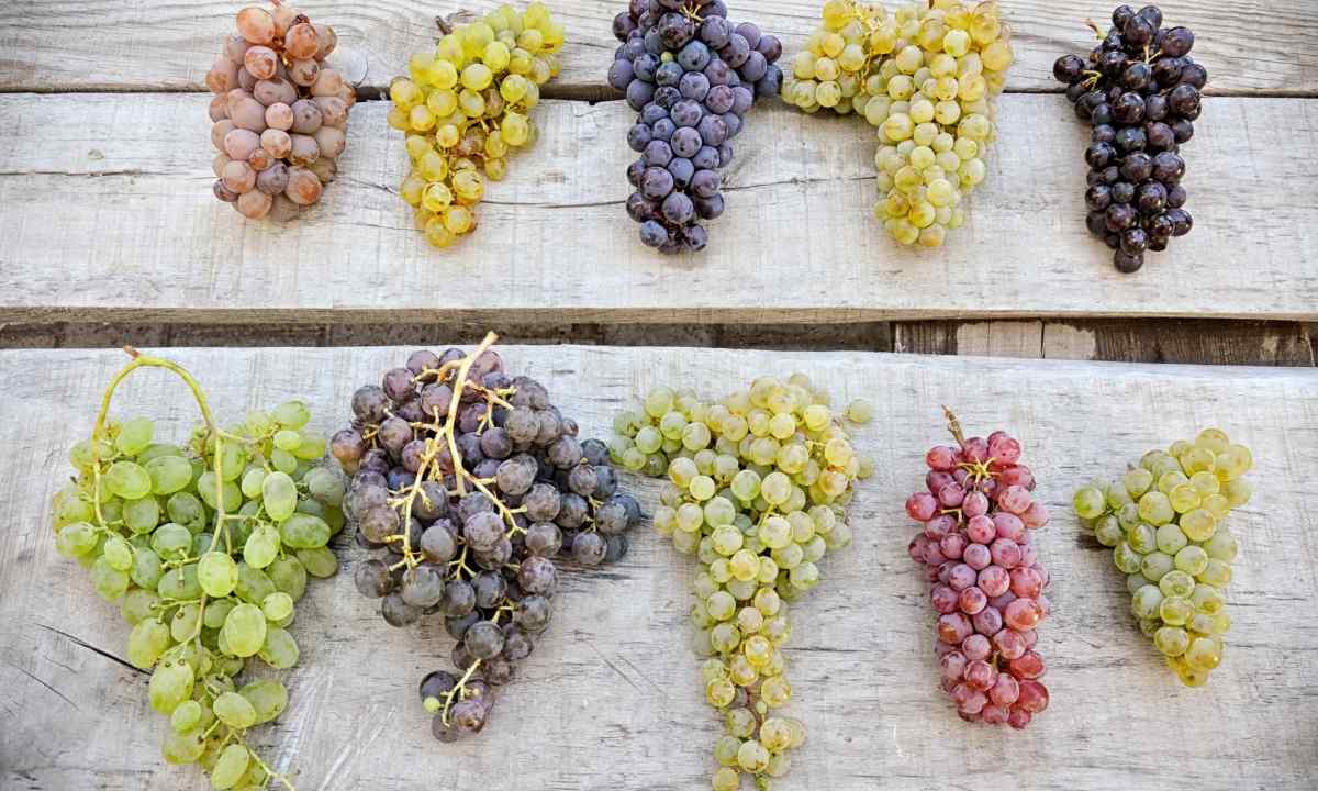 How to look after grapes