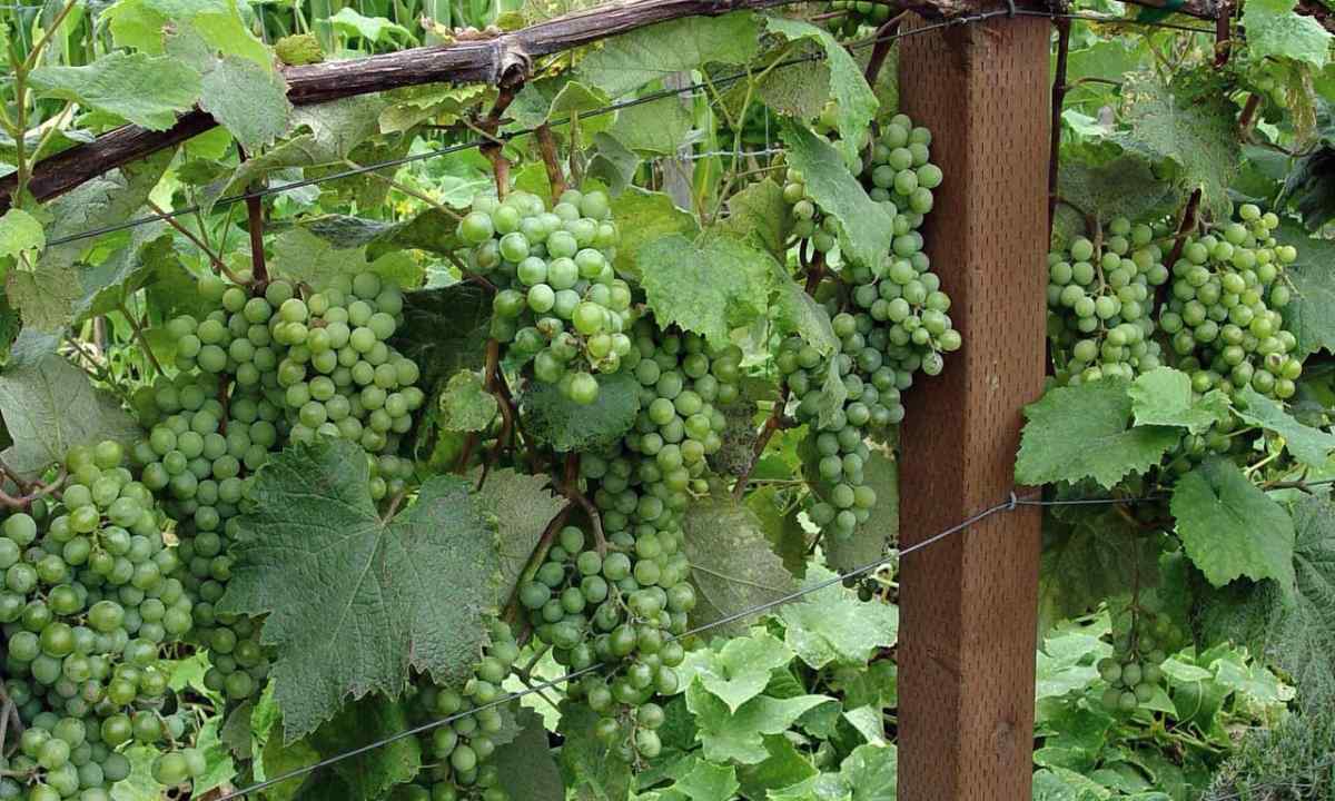 As it is correct to grow up grapes