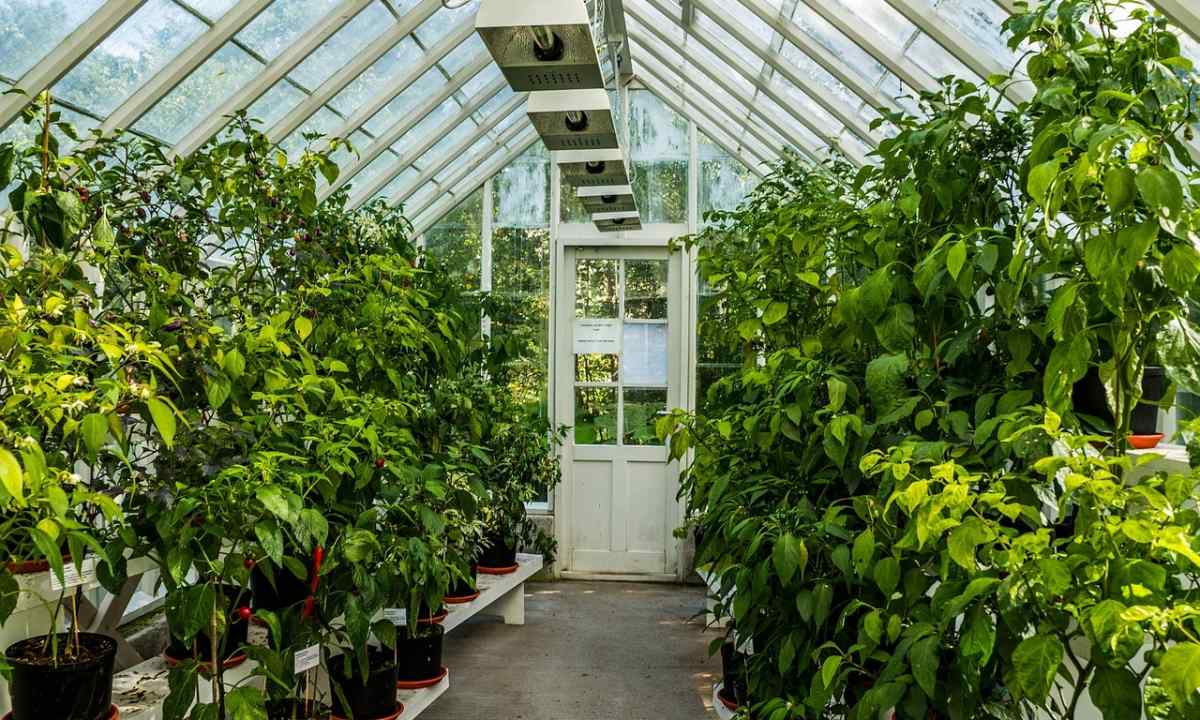 How to prepare the greenhouse for new season