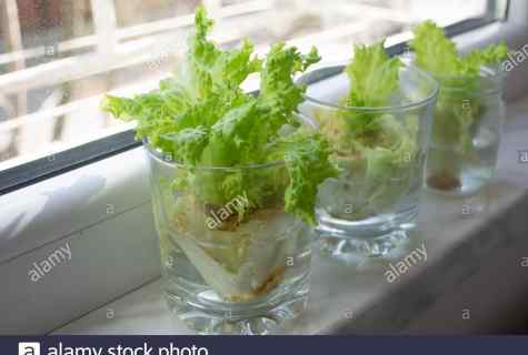 How to grow up salad on windowsill