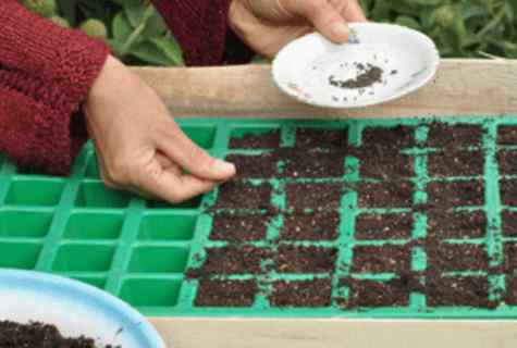 How to grow up viol seedling