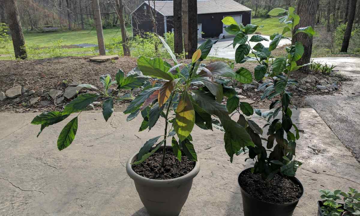 How to plant tree in pot