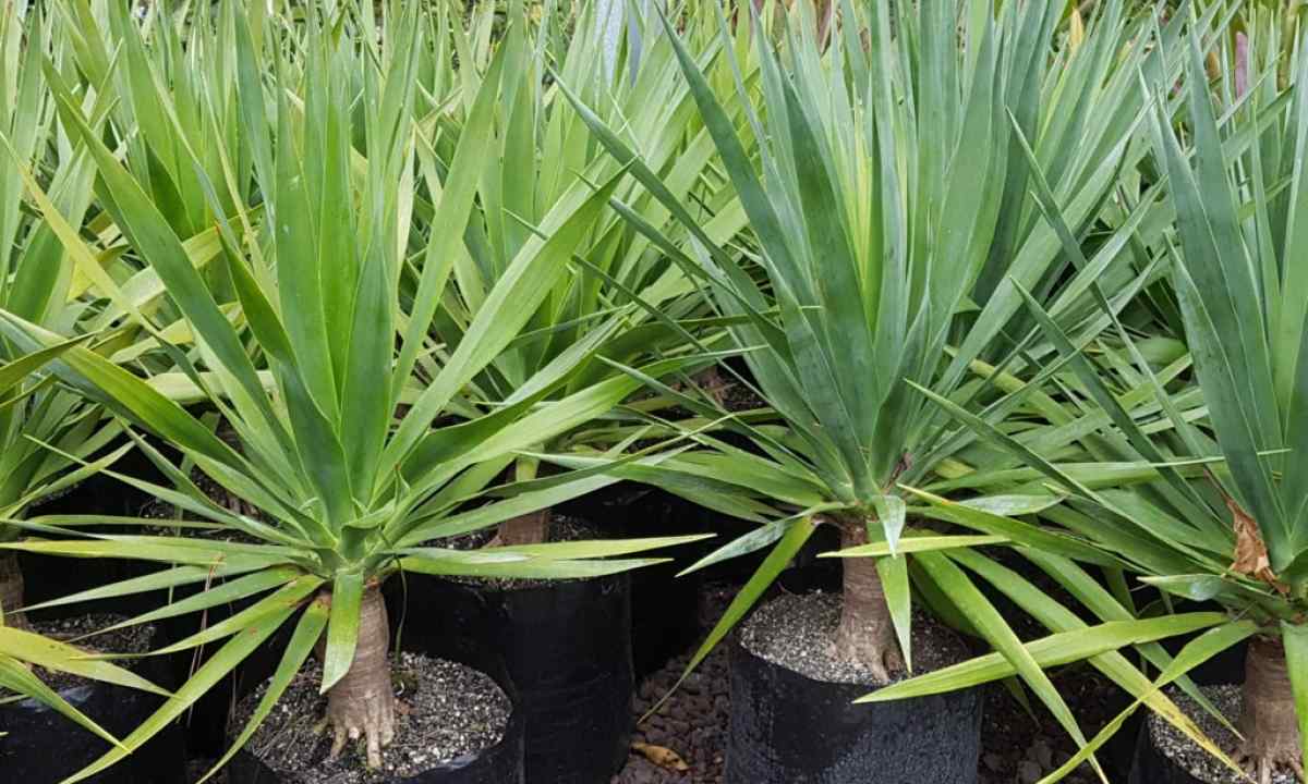 Marginat's dragon tree: conditions of cultivation and reproduction