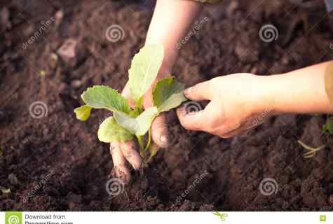 What to fill holes when planting seedling of cabbage in beds with