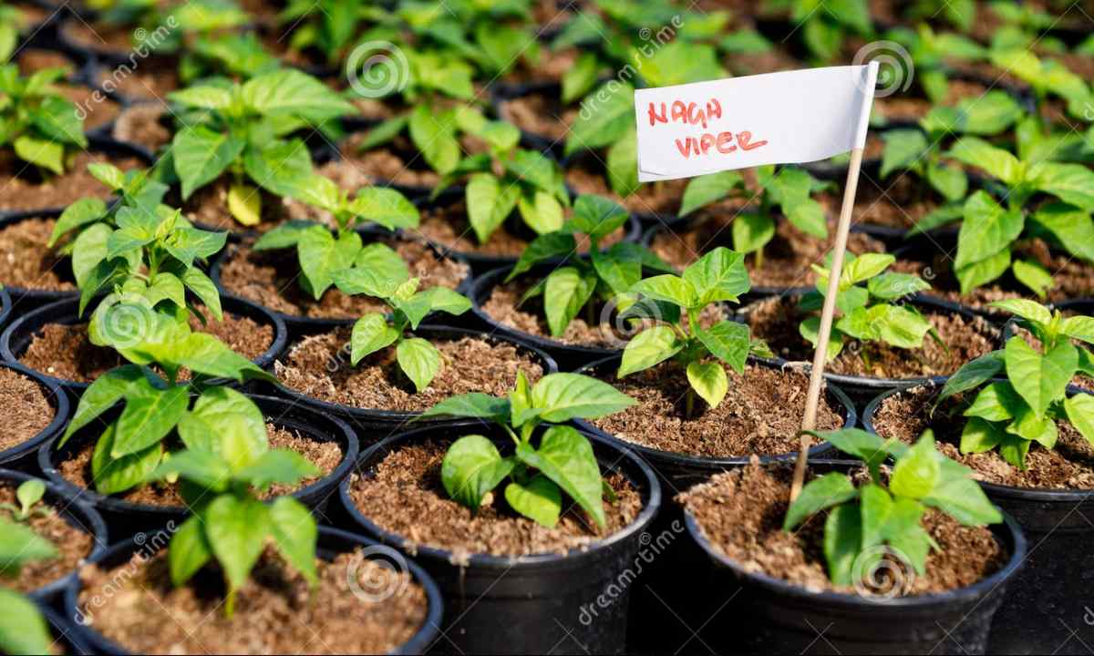 How to grow up pepper seedling in house conditions