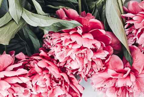 As it is correct to replace peonies