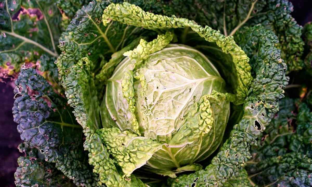 What days are favorable for landing of cabbage