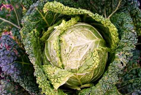 What days are favorable for landing of cabbage
