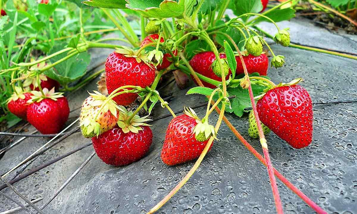 Than to feed up strawberry in the spring