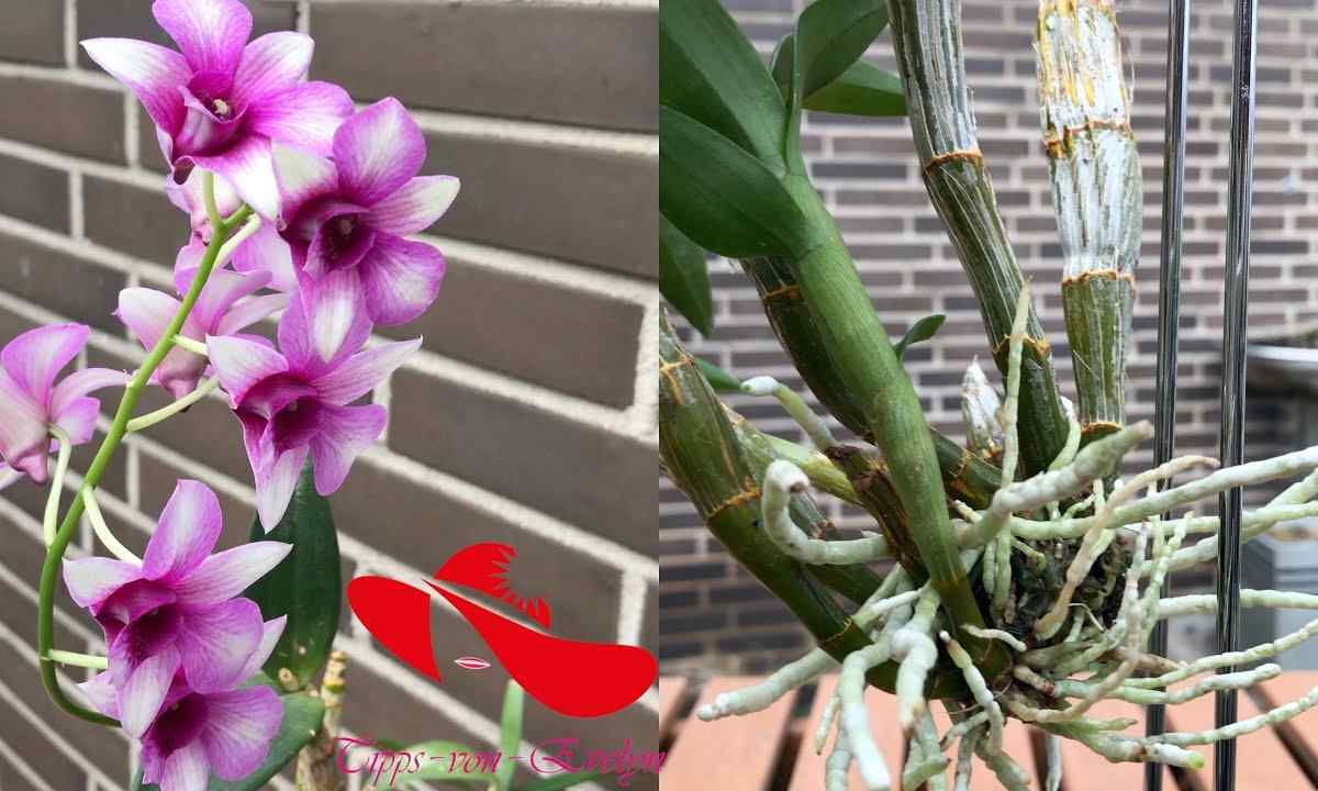How to look after orchid in pot after purchase in shop