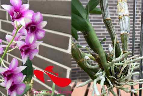 How to look after orchid in pot after purchase in shop