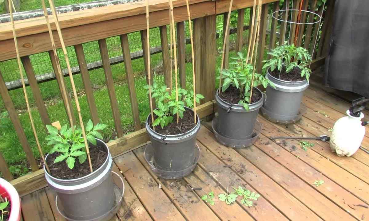 How to grow up decorative tomatoes in pots