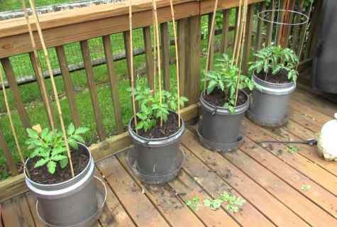 How to grow up decorative tomatoes in pots