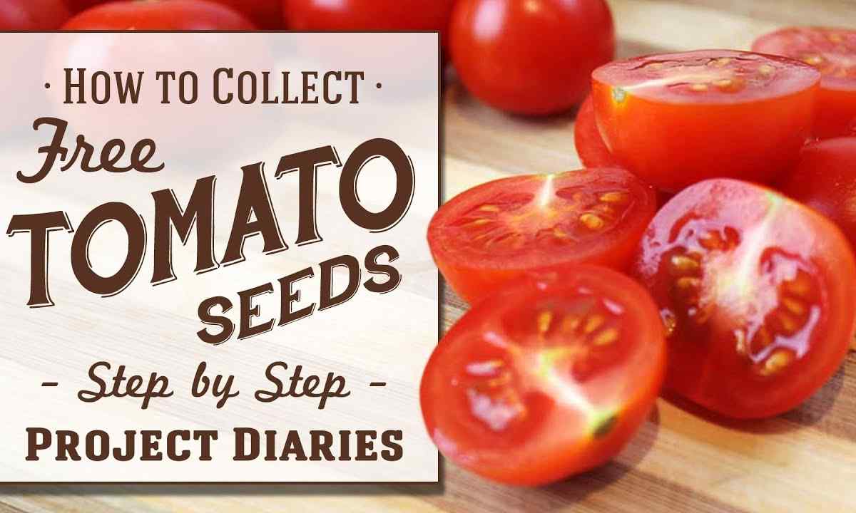How to process seeds of tomatoes before landing