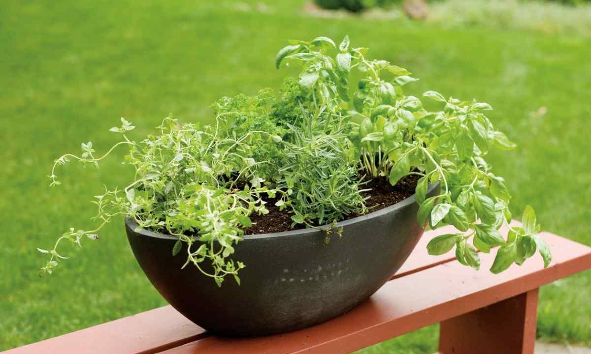 With what on one bed it is possible to plant parsley