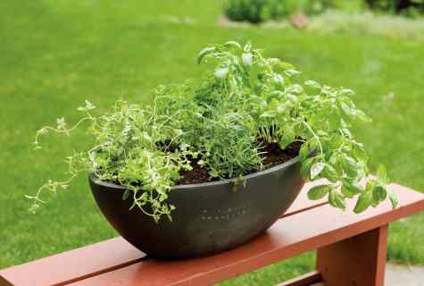 With what on one bed it is possible to plant parsley