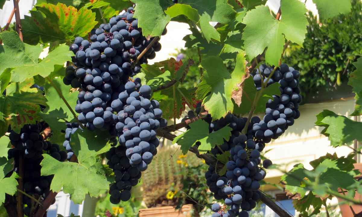Basic rules of cultivation of grapes