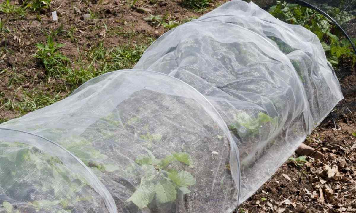 How to cover strawberry for the winter