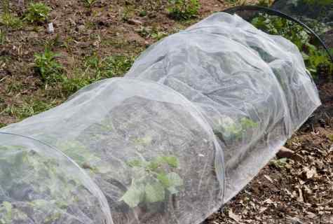 How to cover strawberry for the winter
