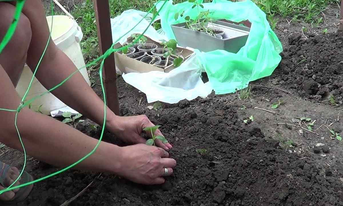 When to plant cucumbers to the open ground seeds