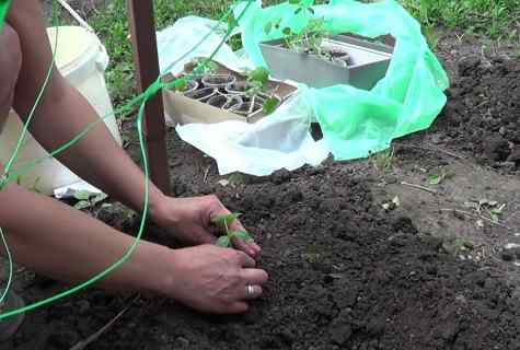 When to plant cucumbers to the open ground seeds
