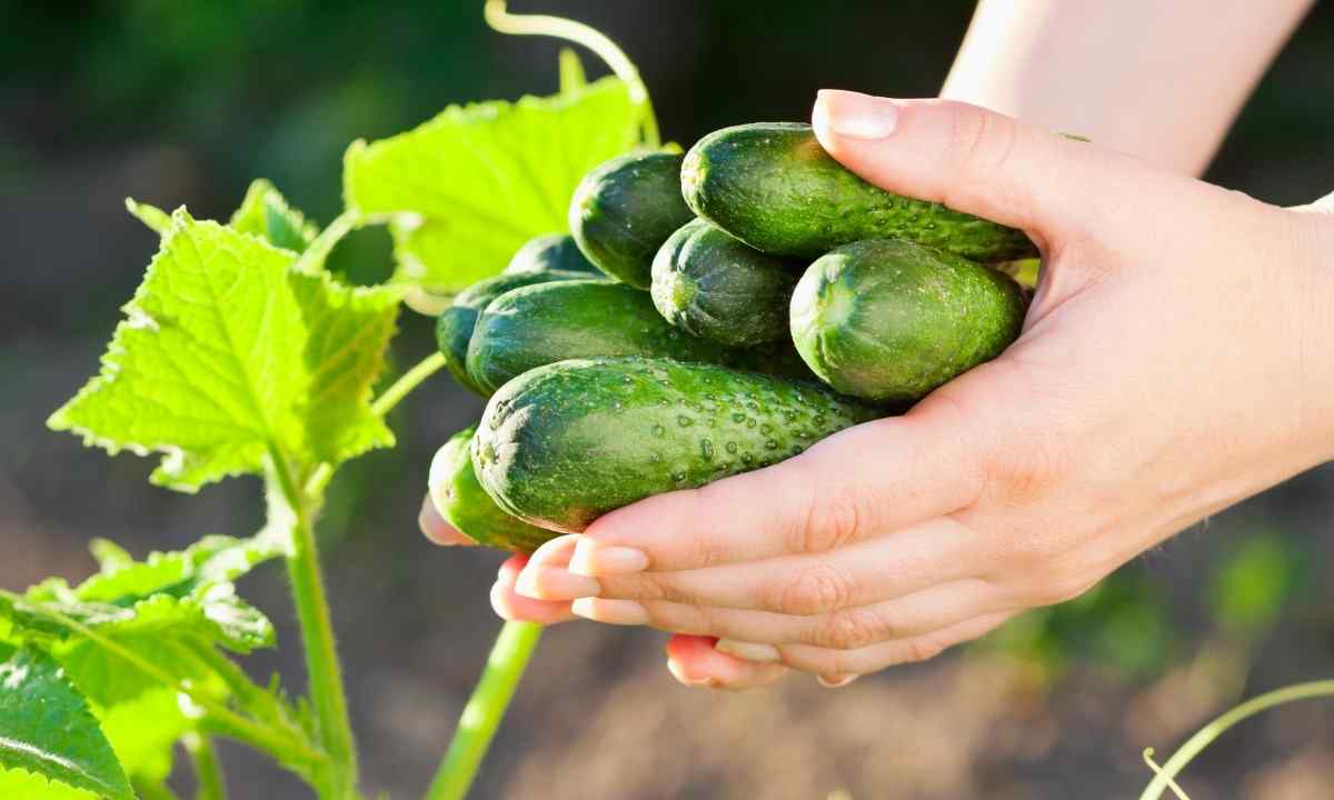 How to prolong fructification of cucumbers until the end of September