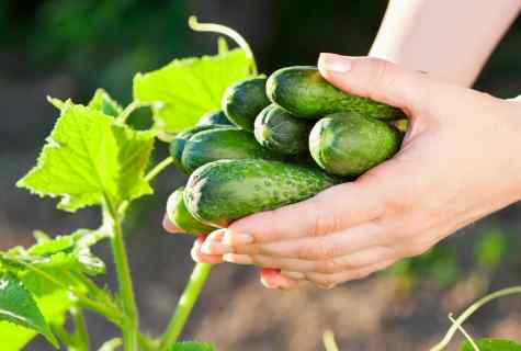 How to prolong fructification of cucumbers until the end of September