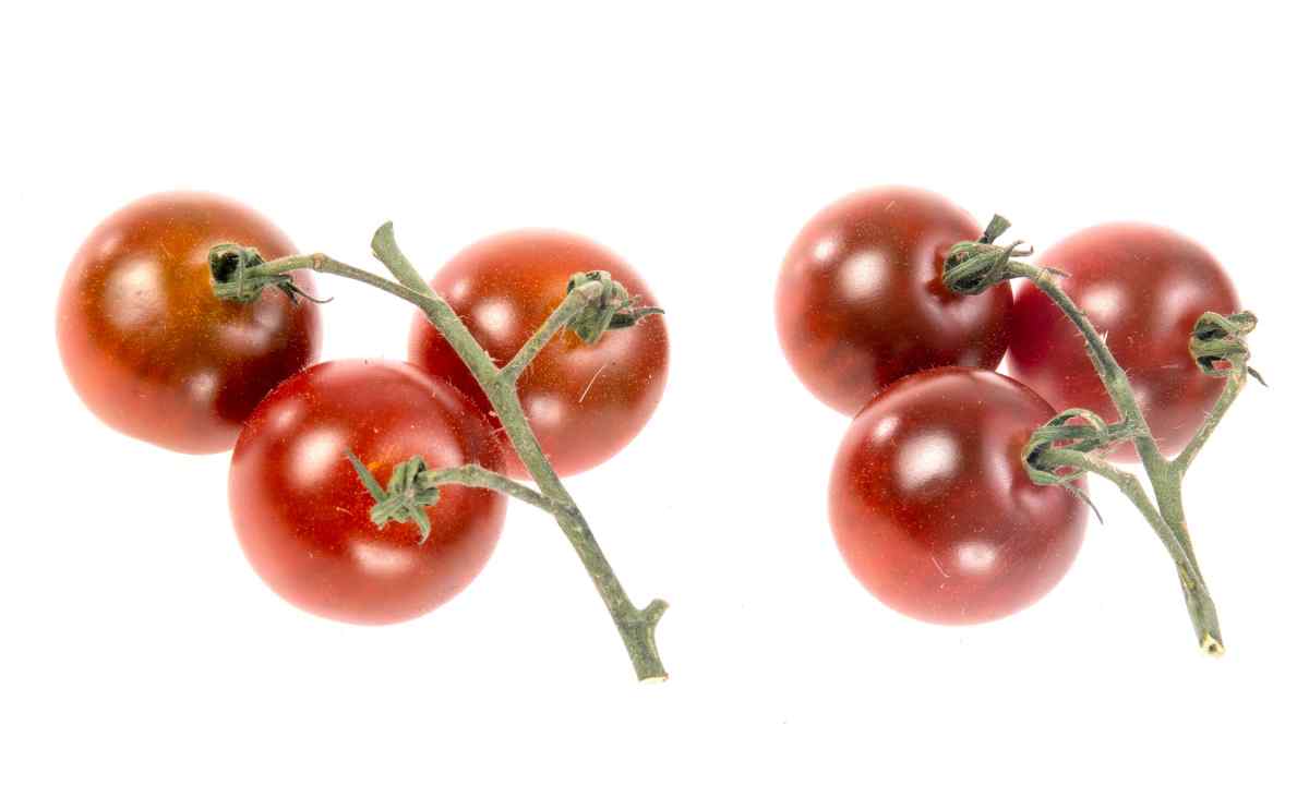How to grow up cherry tomatoes